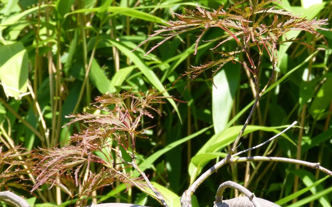 Decorative grasses in garden