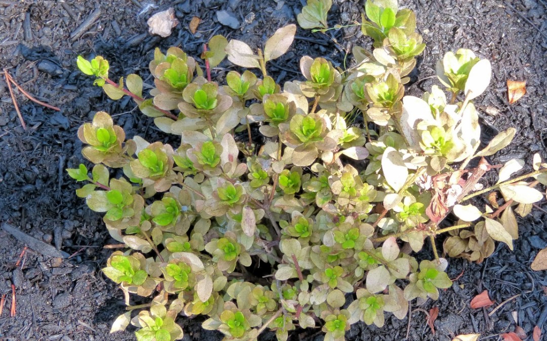 Shrubs in garden