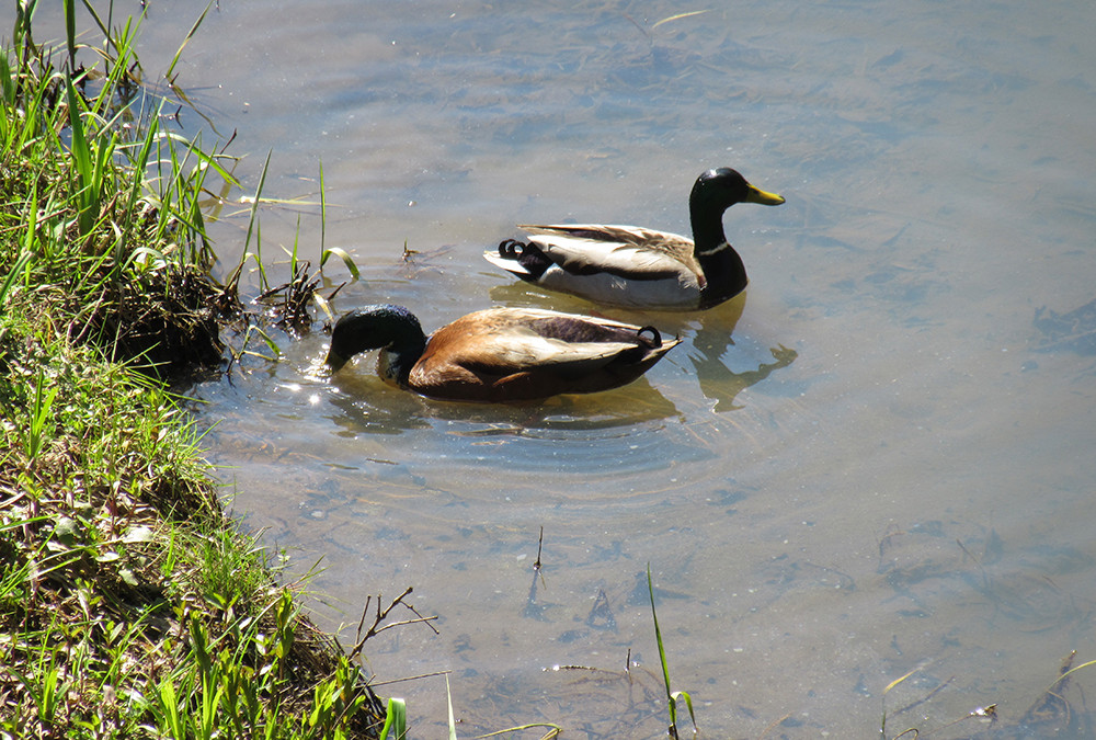 Ducks in Johnson Creek