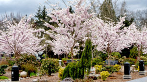 cherry trees